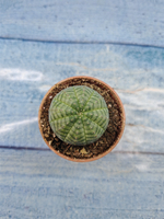 Euphoria Obesa (Эуфорбия)