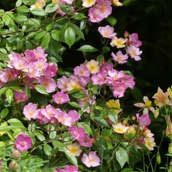 Плезантри (Plaisanterie)