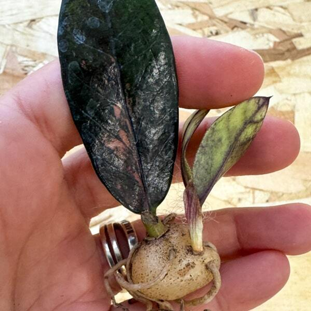 Замиокулькас BLACK VAR 1 leaf