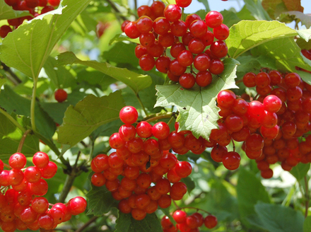 Саженец Калины «Жолобовская» (Алтайская селекция, Десертный вкус, Самая сладкая, Компактная)