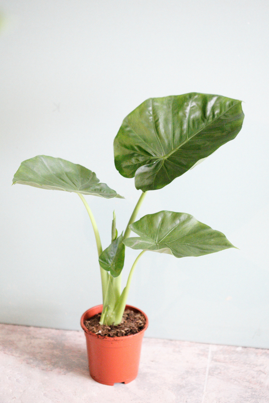 Алоказия Макрориза