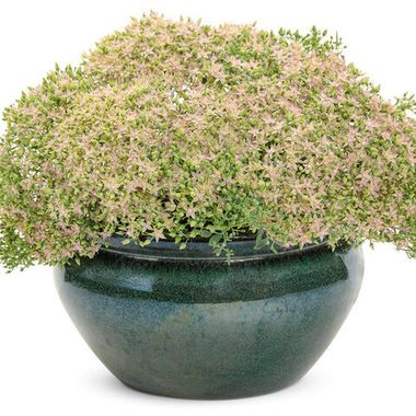 37133 Седум ROCK 'N ROUND `Pride and Joy` (Весна 2026)