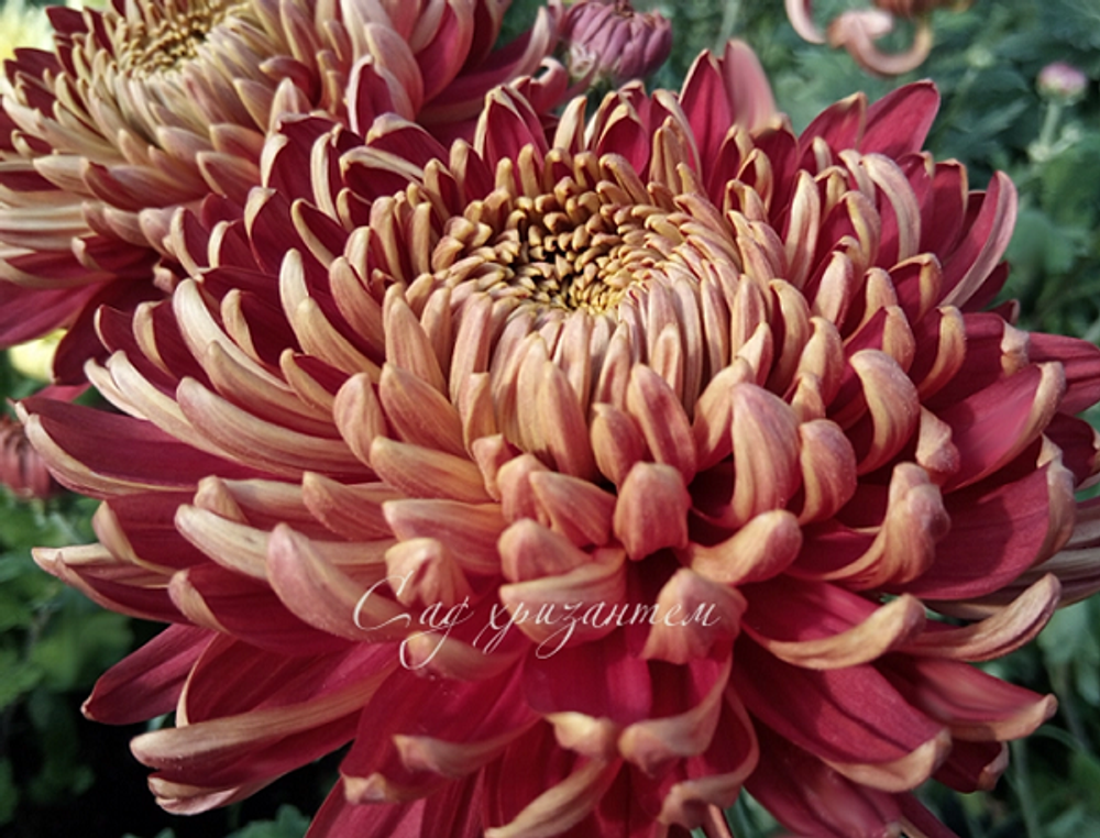 Хризантема одноголовая Бислет пурпле ☘🌻 о.63 (нет в наличии)