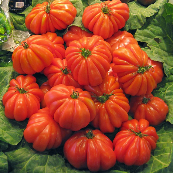 Ругантино F1 семена томата индетерминантного (Rijk Zwaan / Райк Цваан) – фото 4