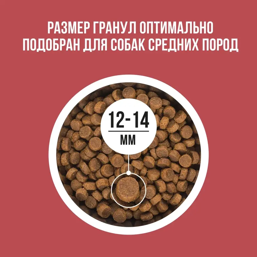 Сухой корм для собак средних пород с индейкой, курицей, свеклой BOWL WOW 5кг