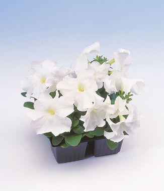 S6075 Петуния кустовая Grandiflora EZ RIDER® WHITE 100 шт.