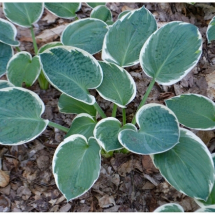 Хоста Барбара Энн С2