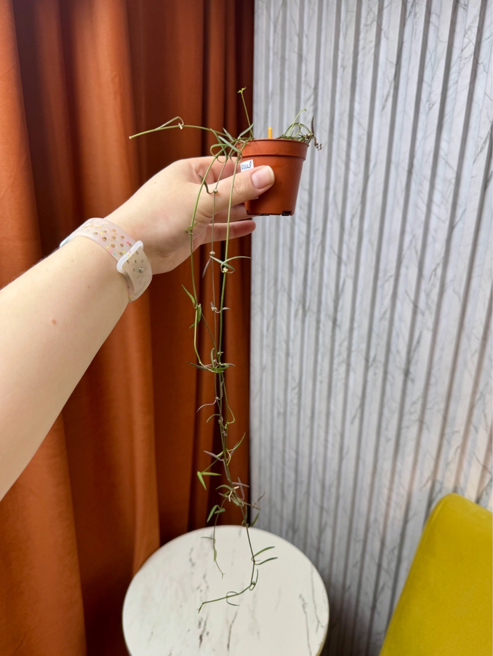 Церопегия Линеарис (Дебилис), D6см Н20см, 1шт, Urban Jungle (7583)