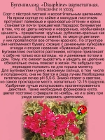 Бугенвилия Дофин денежный цветок