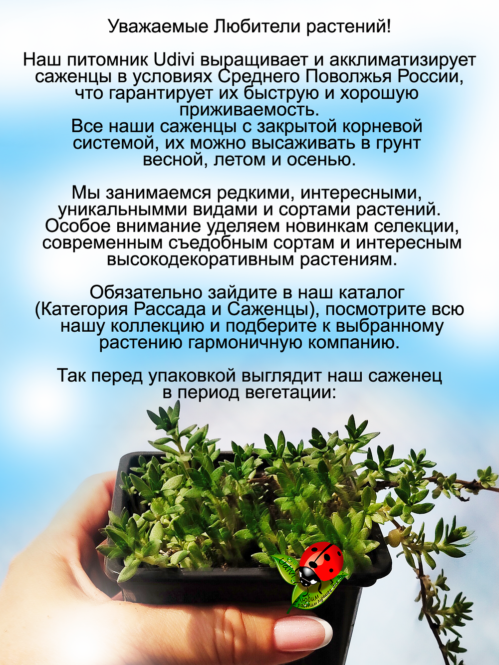 Седум Лозовидный очиток многолетний ампельный почвопокровный