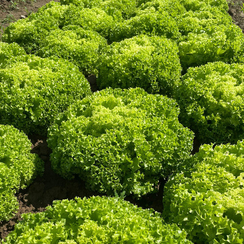 Ламарре семена салата листового (Rijk Zwaan / Райк Цваан)