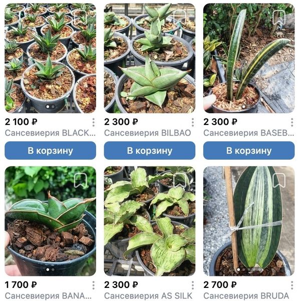 Предзаказ Сансевиерии Таиланд, поставка S15 июнь 2026 Предзаказ Сансевиерии Таиланд, поставка S15 июнь 2026
