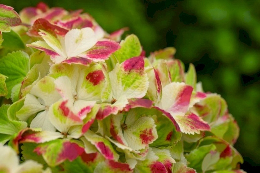 Гортензия крупнолистная Мэджикал Вингс С2 Закупка М31 апрель 2026