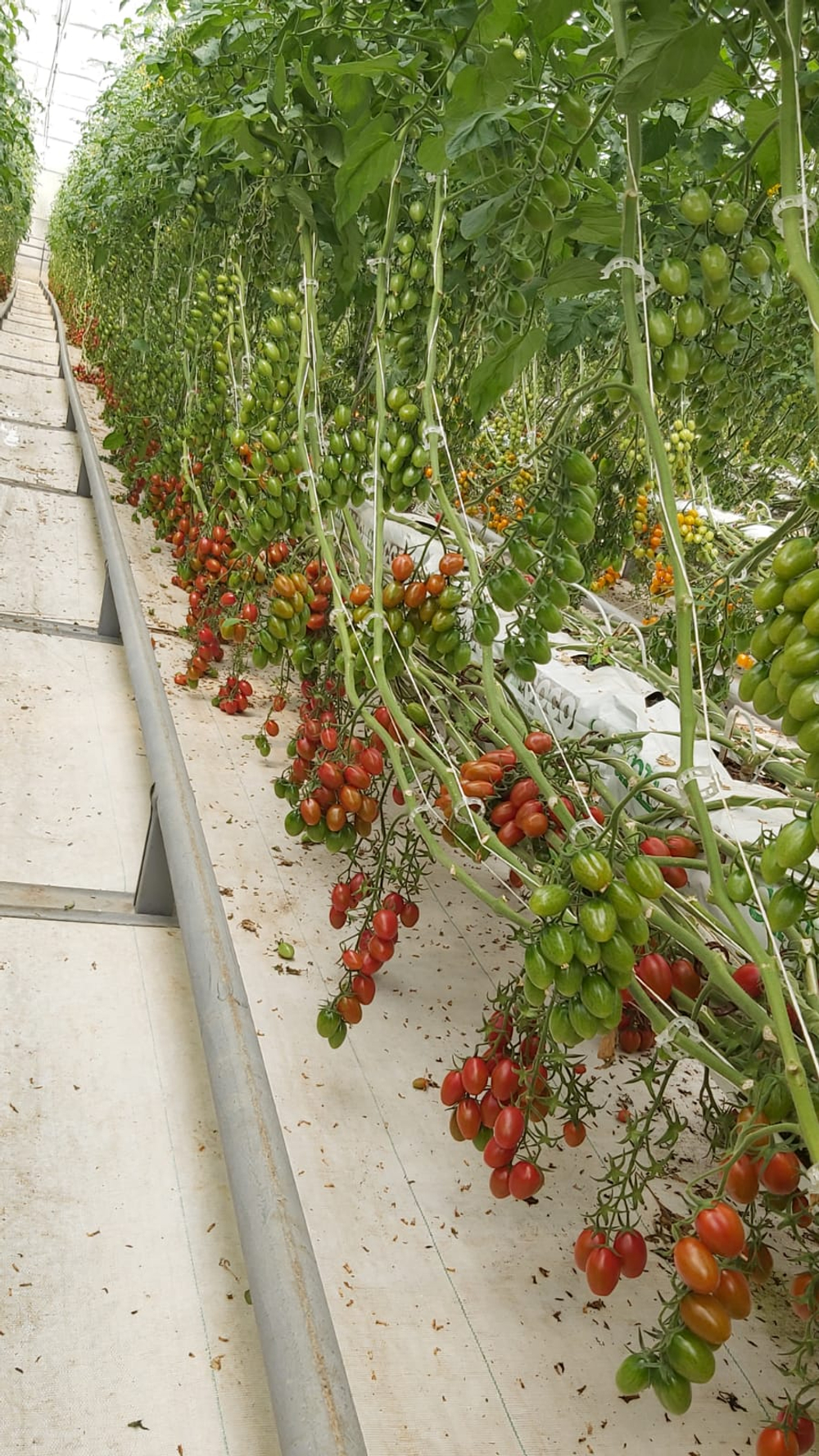 Тобреин F1 семена томата индетерминантного ( Yuksel Tohum / )