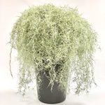 Тилландсия ампельная 65 см.