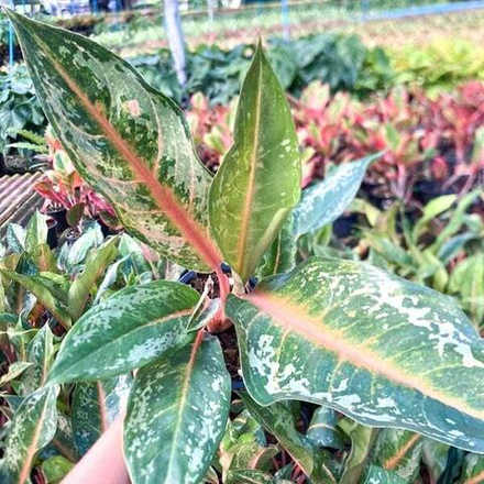 Аглаонема INDIANA KING