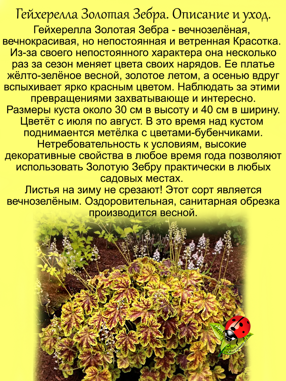 Гейхерелла Золотая Зебра