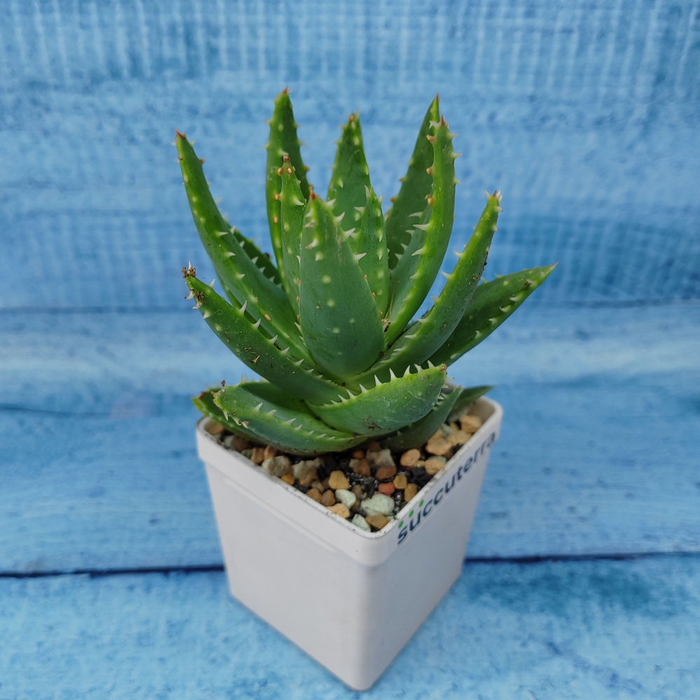 Aloe Brevifolia (Алоэ)
