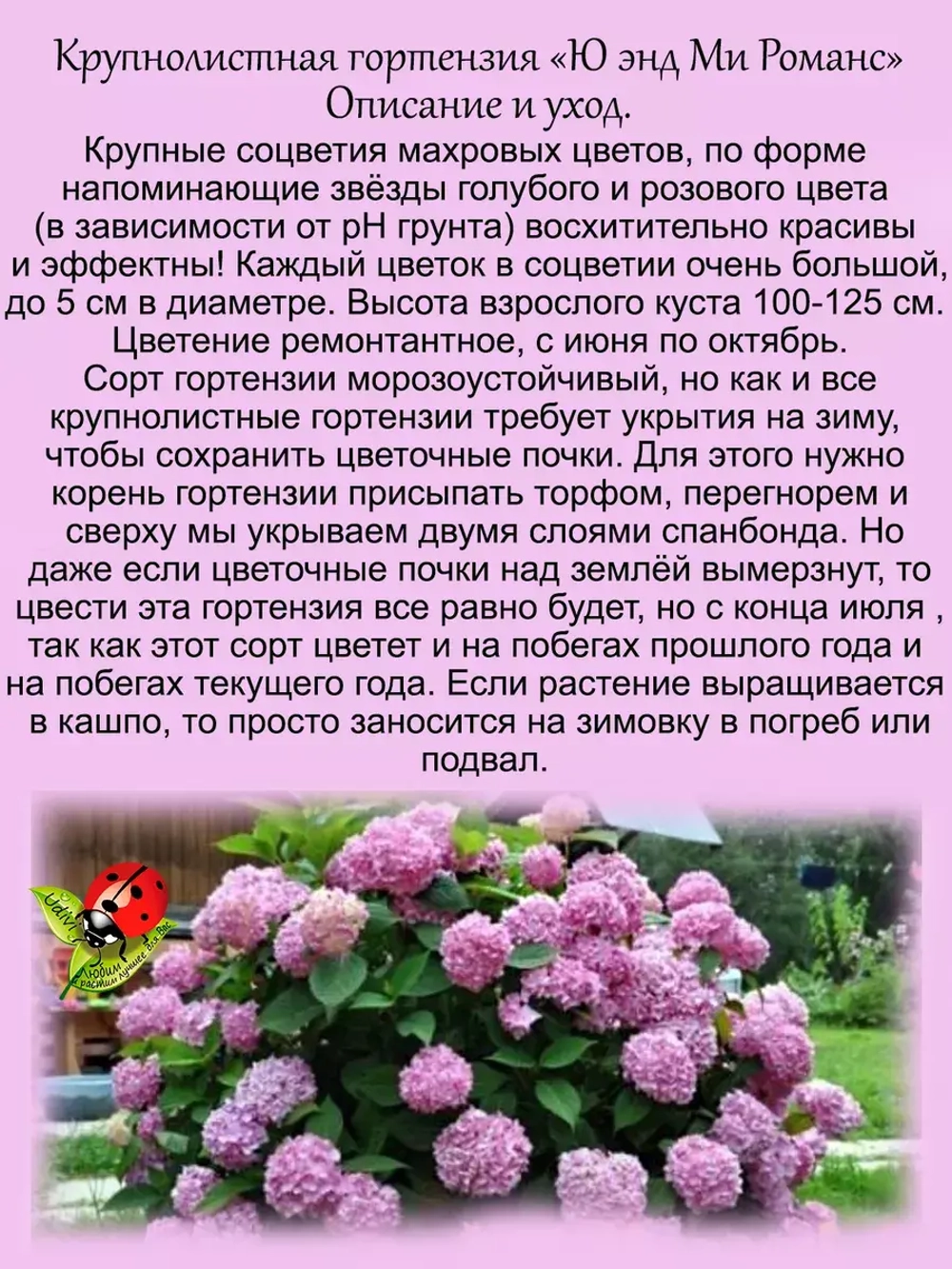 Гортензия Между нами романтика (You & Me Romance)