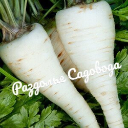 Петрушка корневая (цена за 6шт)