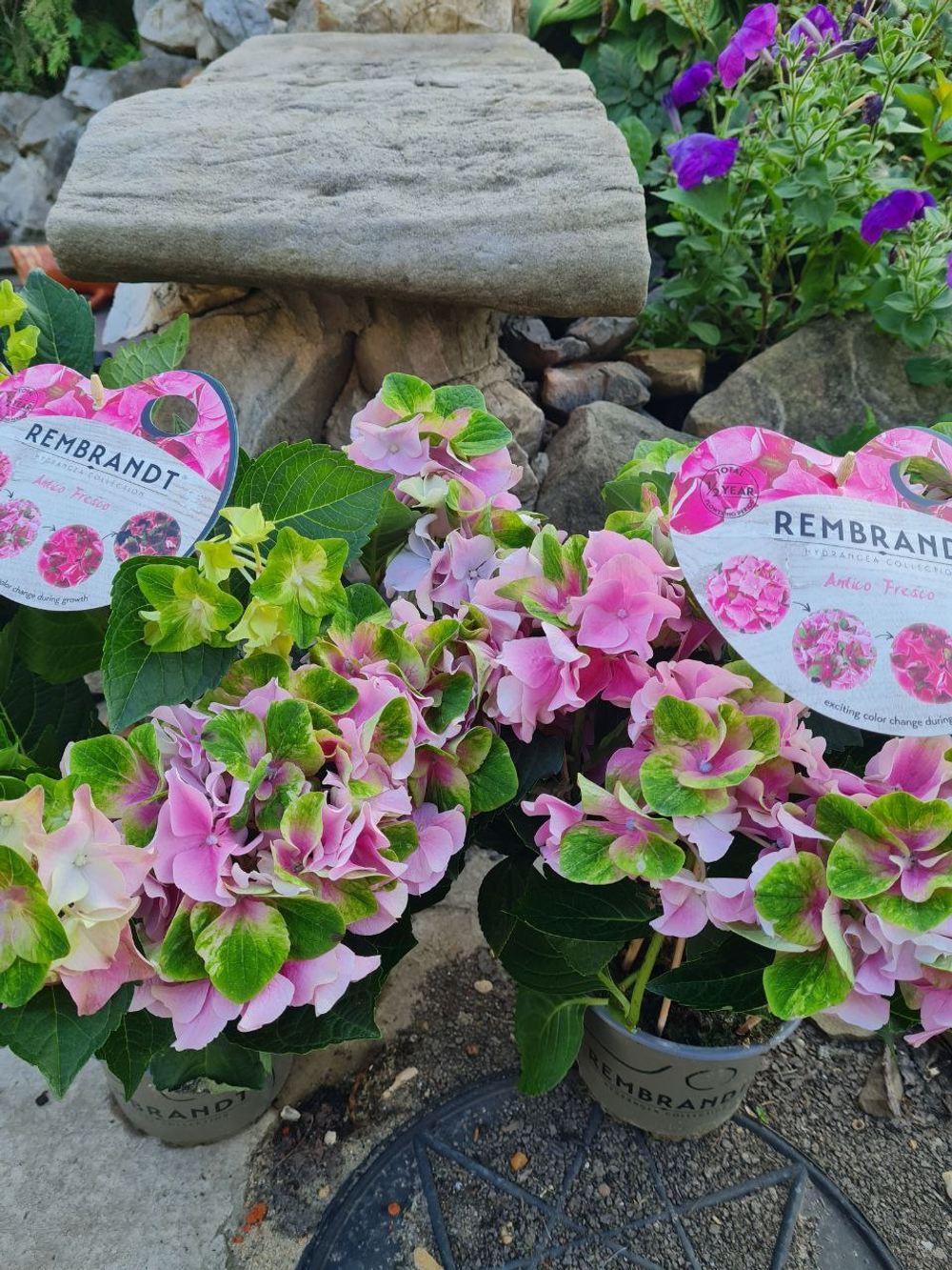 Antiko Fresco Pink/Антико Фреско пинк (Стандарт поставки Р9)2025г