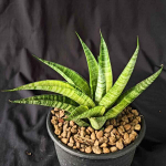 Сансевиерия CHAIYO VAR