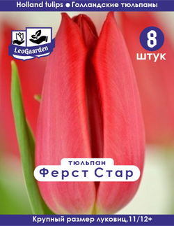 Тюльпан Ферст Стар 8 шт