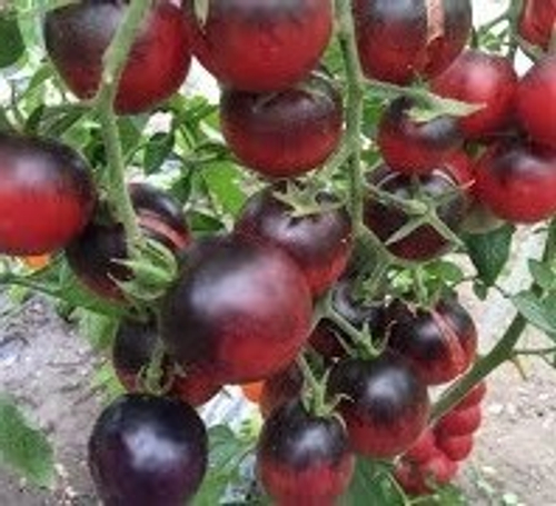 Жаркие угли