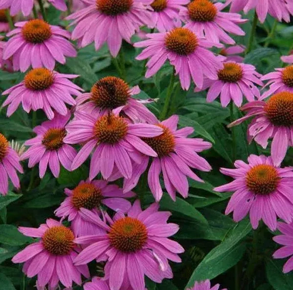 Эхинацея пурпурная Дип Роуз С2 Закупка М39 июнь 2026