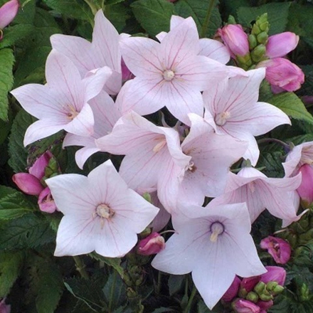 Платикодон Pink