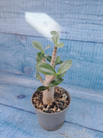 Adenium Baobab (Адениум)