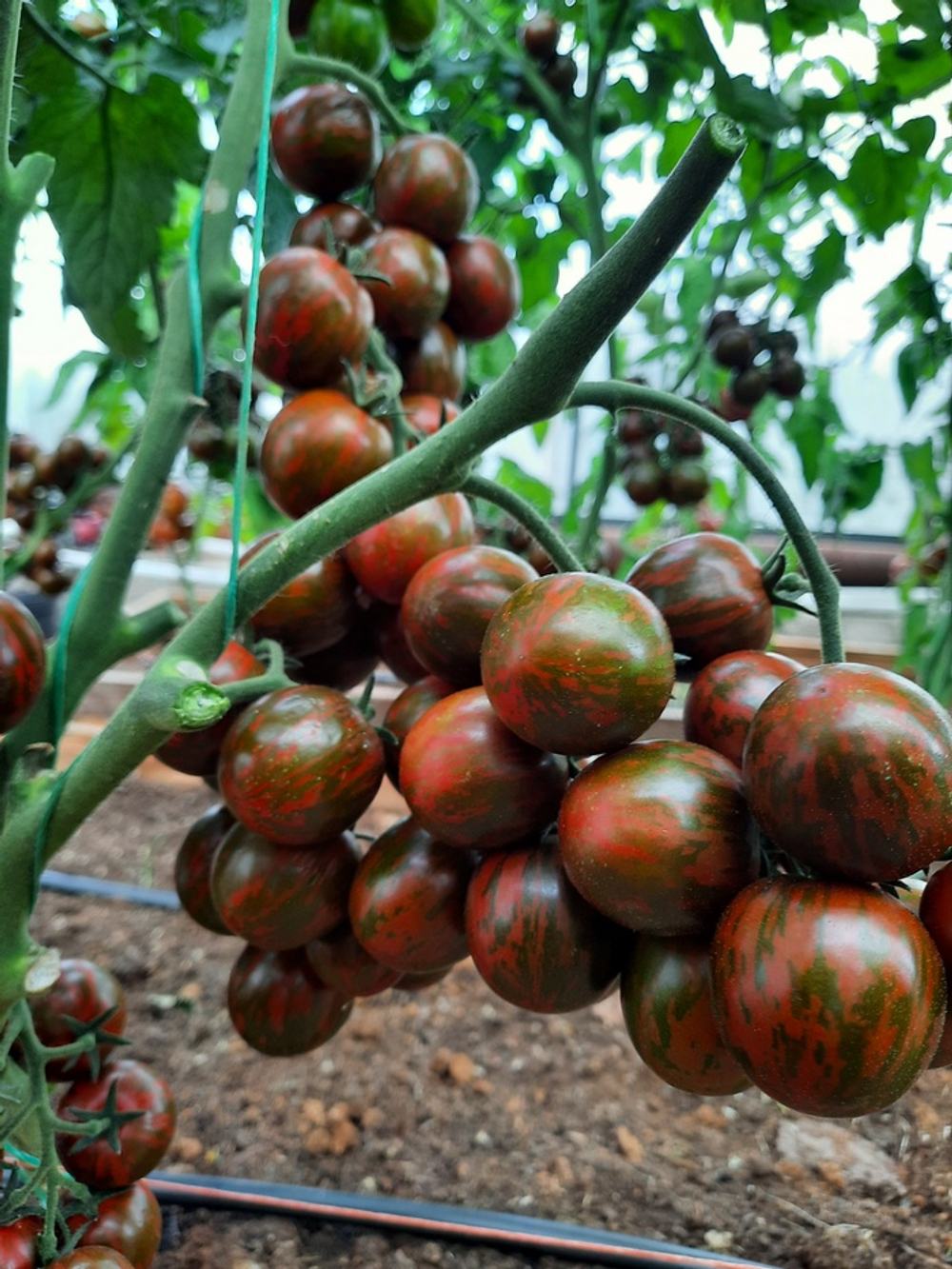 Томат Полосатый рейс 0,1г