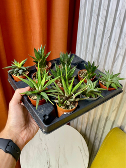 Хавортия микс, D5см Н10см, 1шт, Urban Jungle