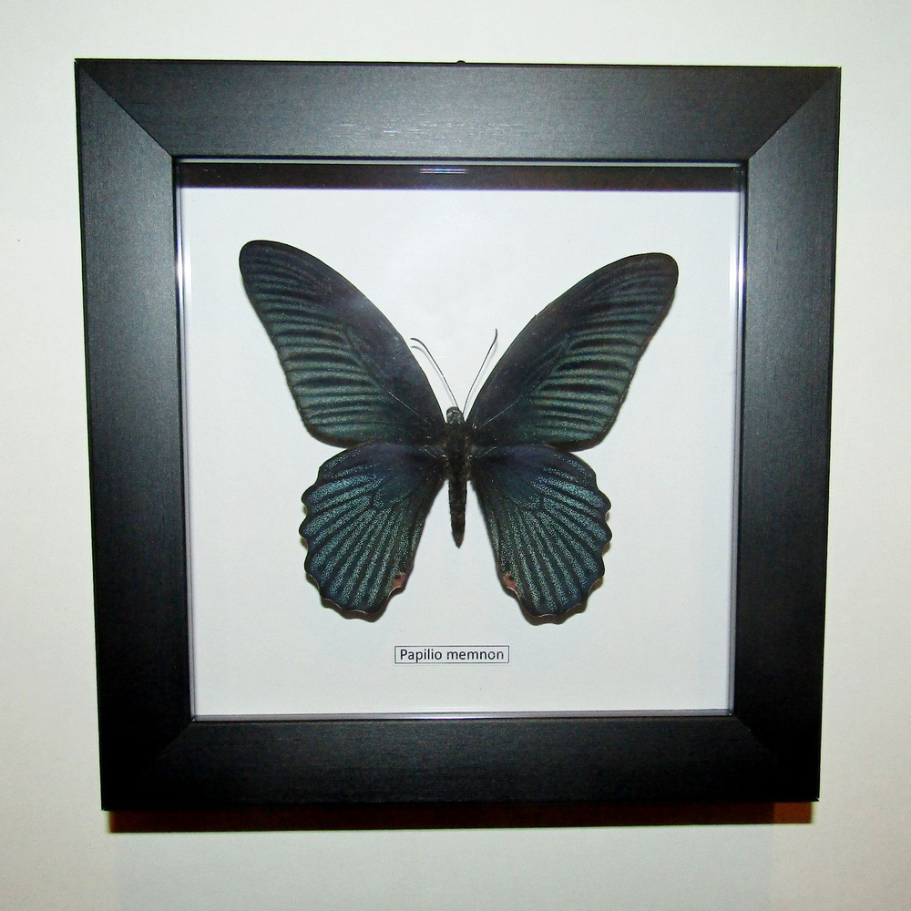 Украшение настенное Бабочка Papilio memnon самец в рамке