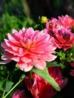 Георгин бордюрный Берлинер Клайн