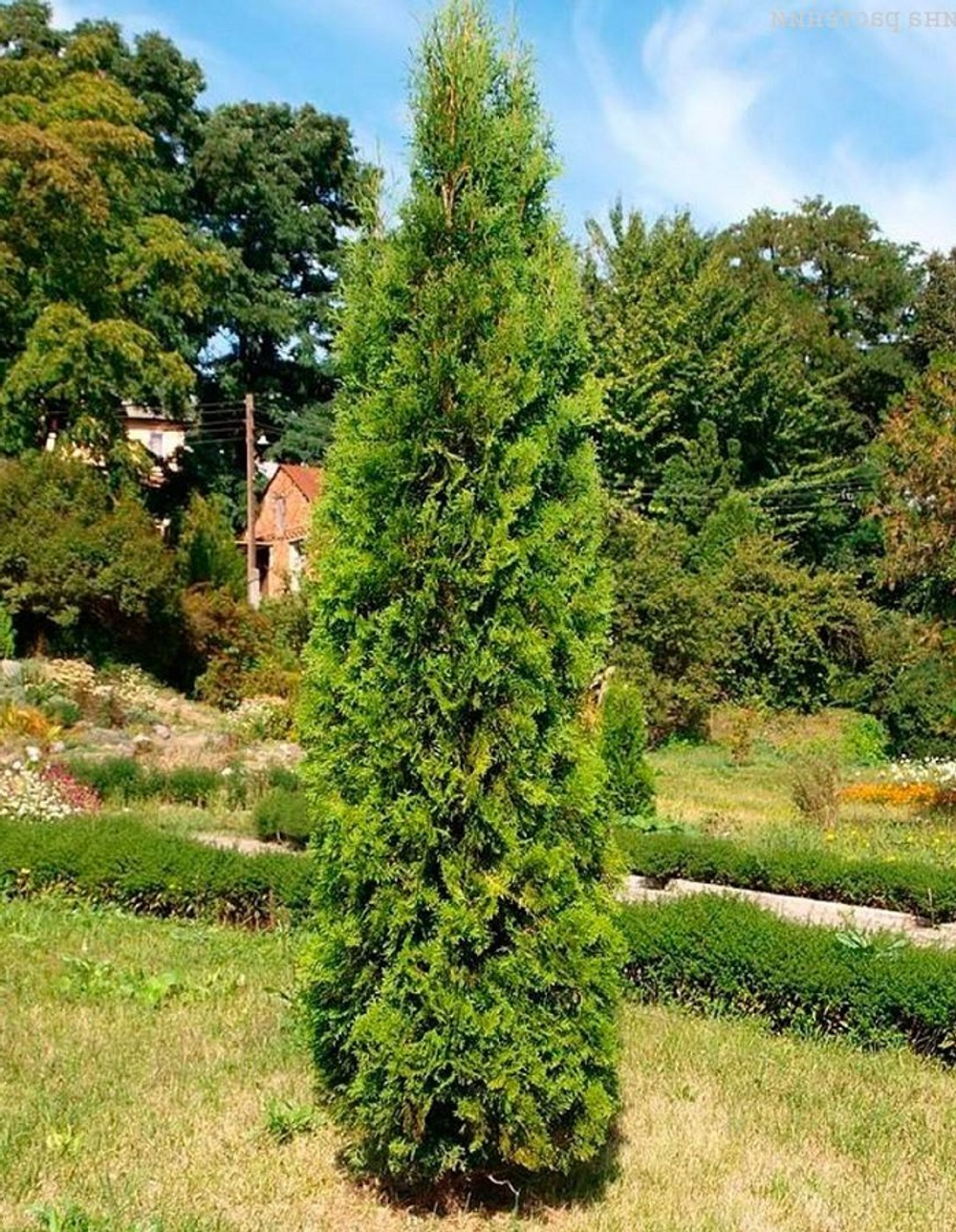 Туя складчатая Шугар Энд Спайс (Thuja plicata Sugar & Spise) р9 август 2026 г