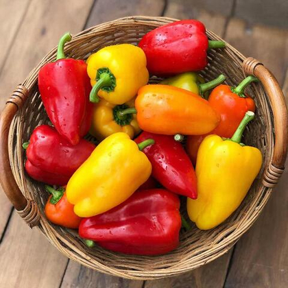 Перец Ребекка F1 10шт.