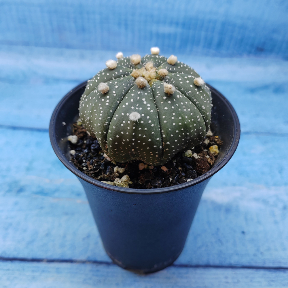 Astrophytum Asterias (Астрофитум)