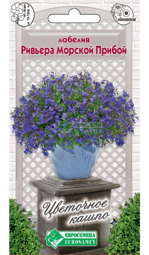 Лобелия Ривьера Морской прибой