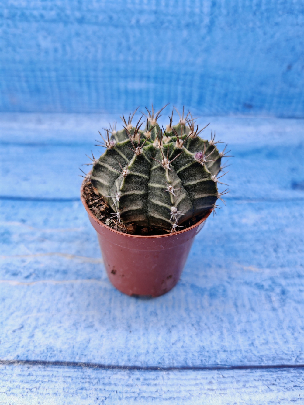 Gymnocalycium Friedrichii (Гимнокалициум)