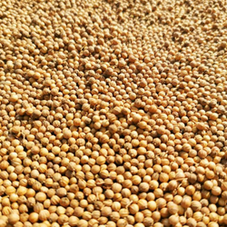Кинза Лимонная Карликовая - Coriander Dwarf Lemon