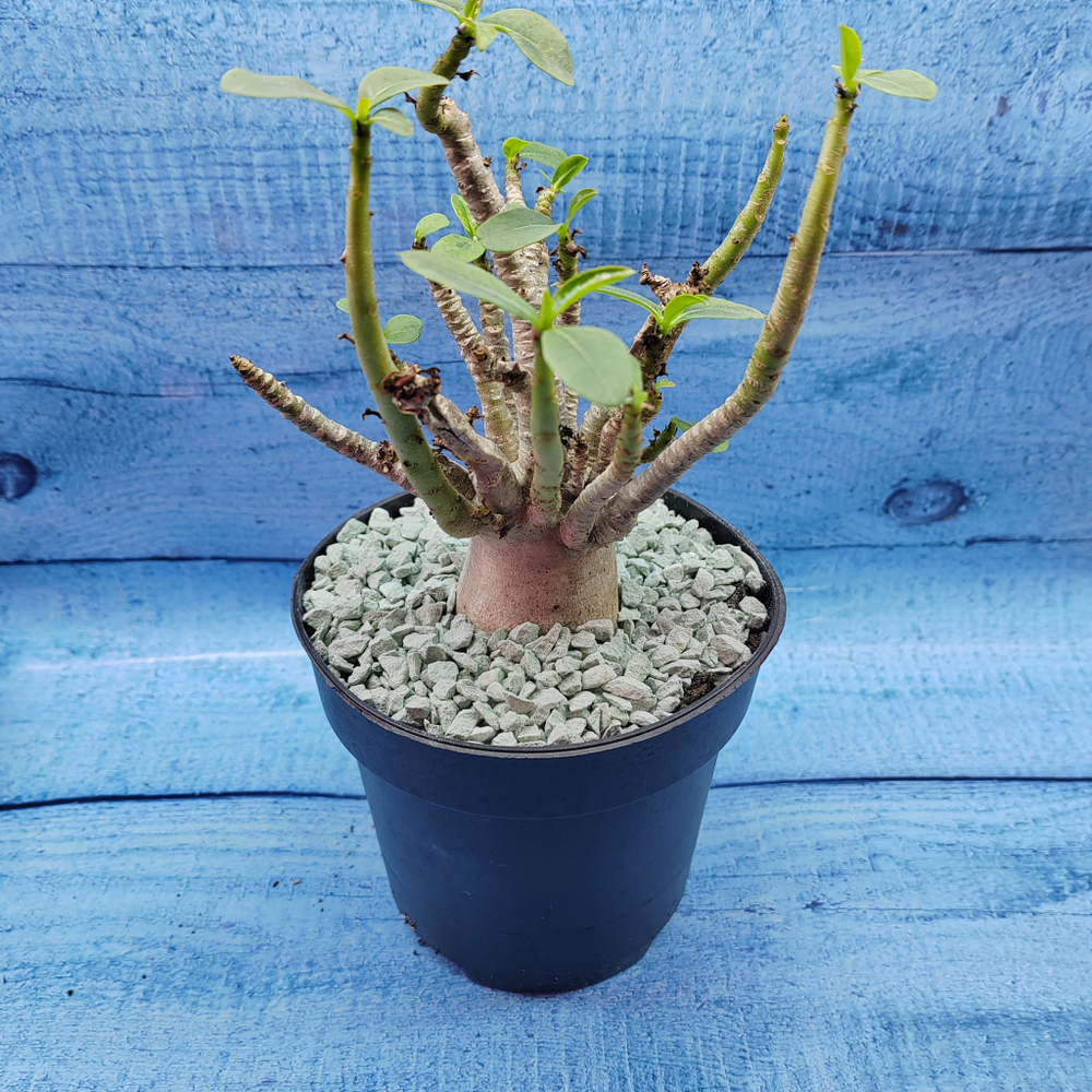 Adenium Baobab (Адениум)