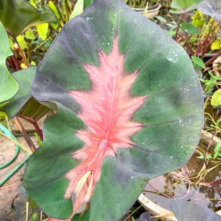 Колоказия RED LAVA CUP