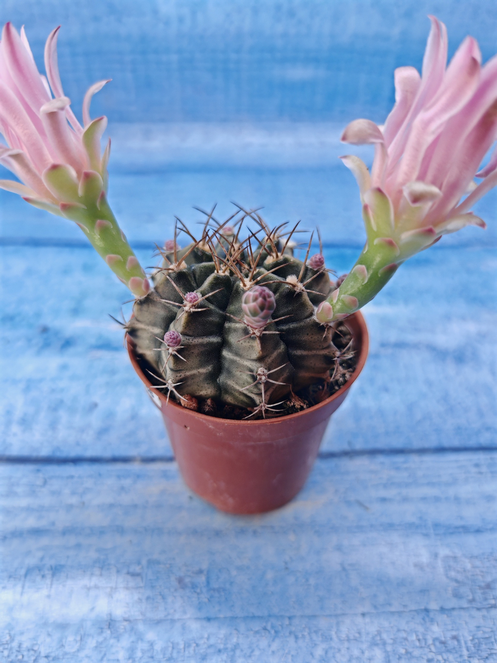 Gymnocalycium Friedrichii (Гимнокалициум)