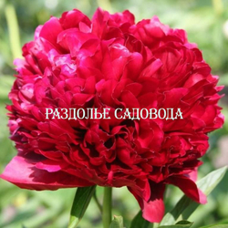 Пион травянистый Ред Грейс