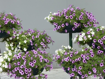 Цветочница Водопад-1