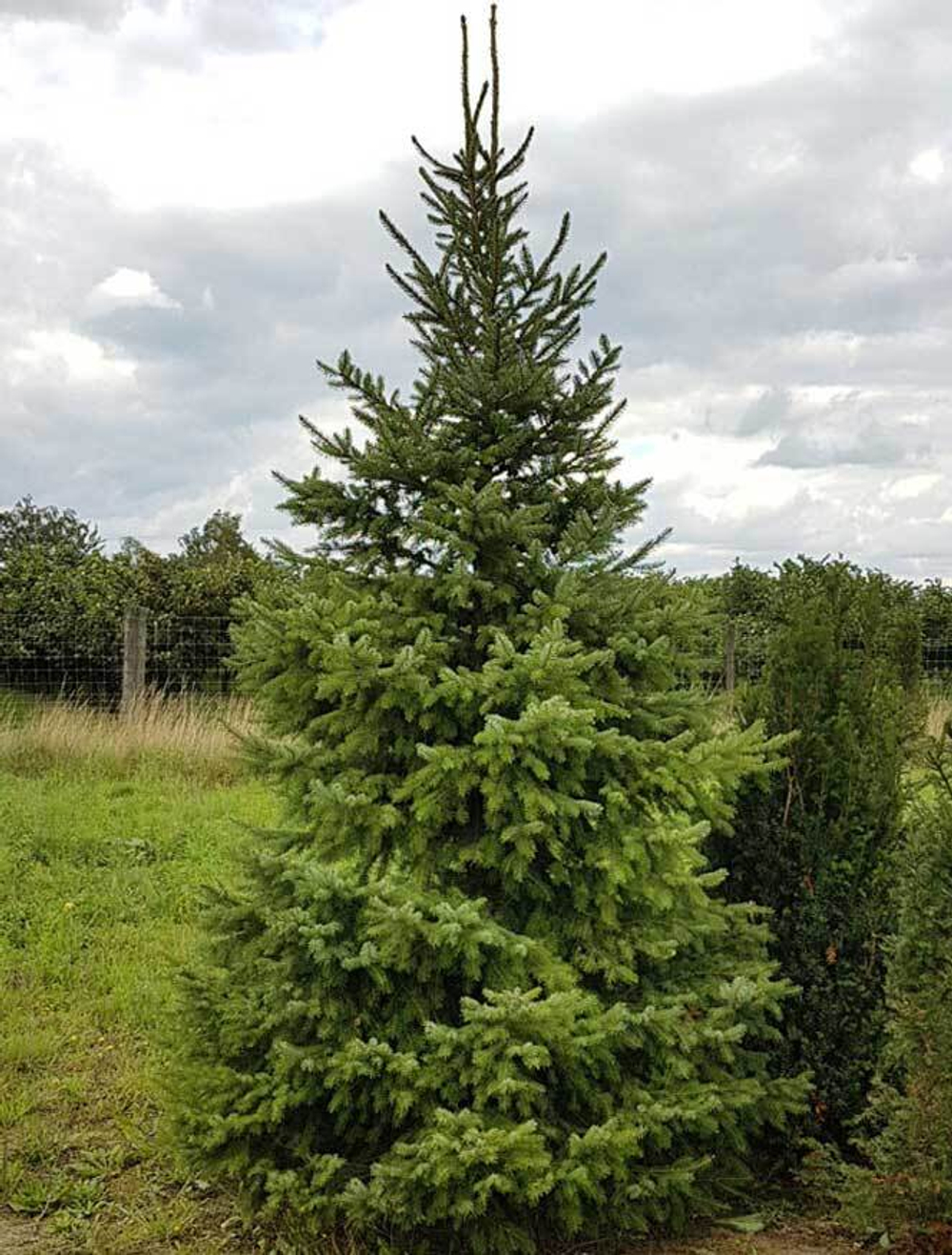 Ель сербская (ком) 150-200