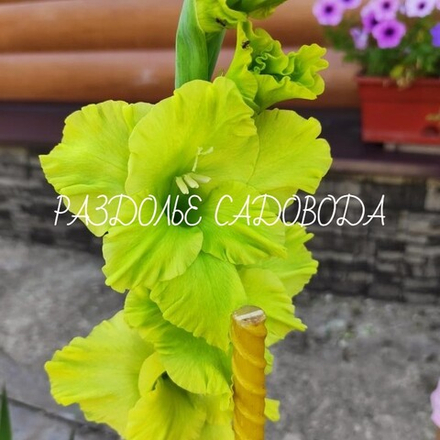 Гладиолус Бови