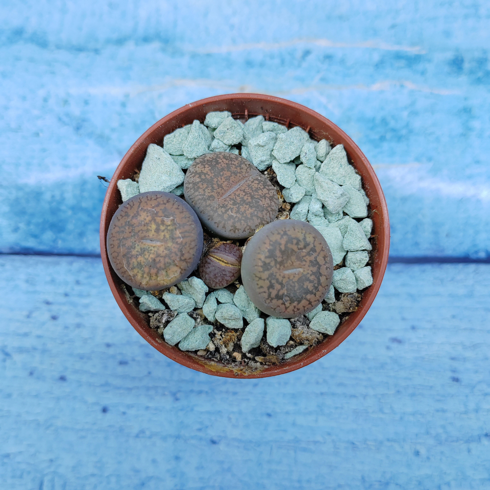 Lithops sp. (Литопсы)