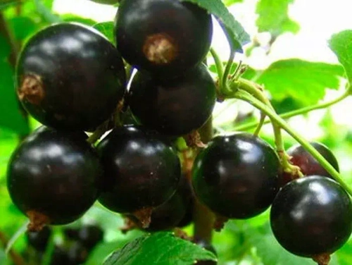 Смородина черная Башкирский великан (среднего срока созревания)